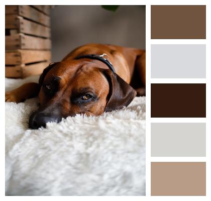 Domestic Animal Brown Dog Image